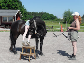 Unghästar 2010 027.JPG Unghästar 2010 027.JPG